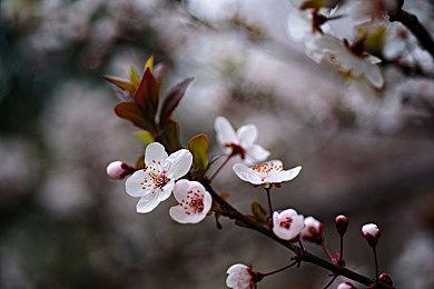 餐厅模拟游戏《灾难式厨房》今日在steam发售 支持中文